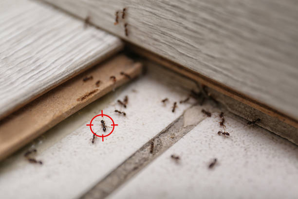 Best Commercial Pest Control Services  in Homeland Park, SC